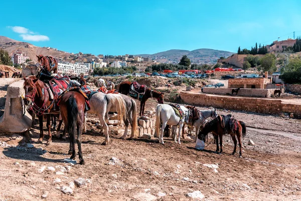 Pferde in Jordanien — Stockfoto