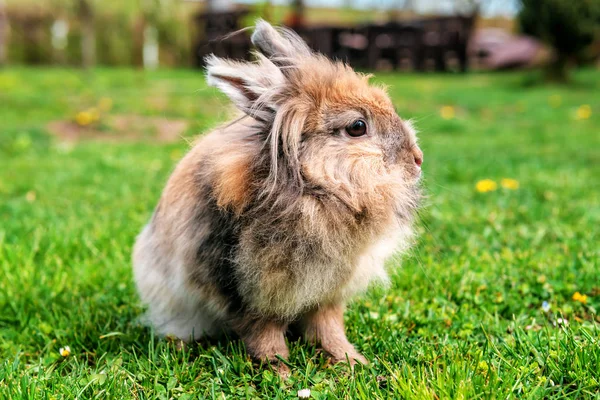 毛茸茸的兔子在草地上吃草 — 图库照片
