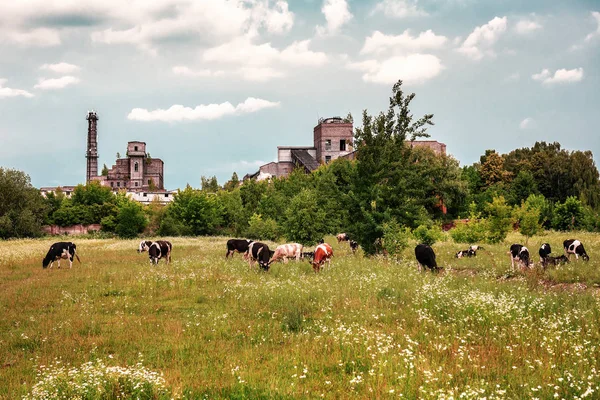 Manada de vacas cerca de la antigua fábrica — Foto de Stock