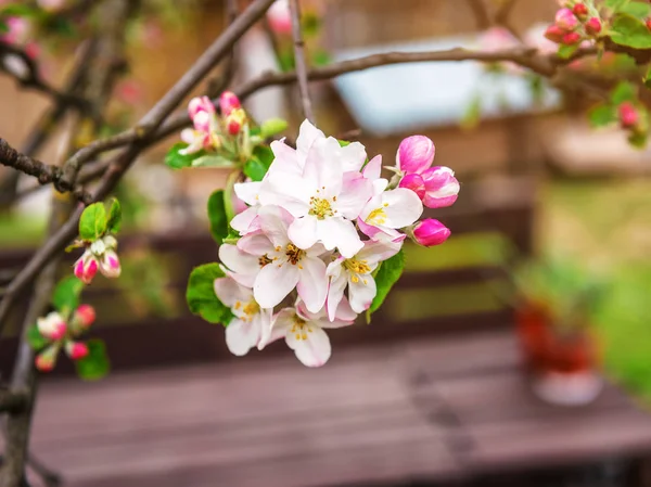 Kwiat jabłoni na gałązce — Zdjęcie stockowe