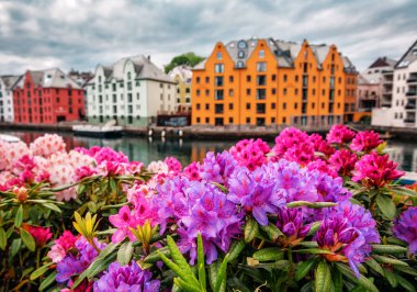 Norveç 'te çiçek açan rhododendron