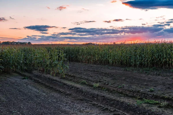 Maisfeld bei Sonnenuntergang — Stockfoto