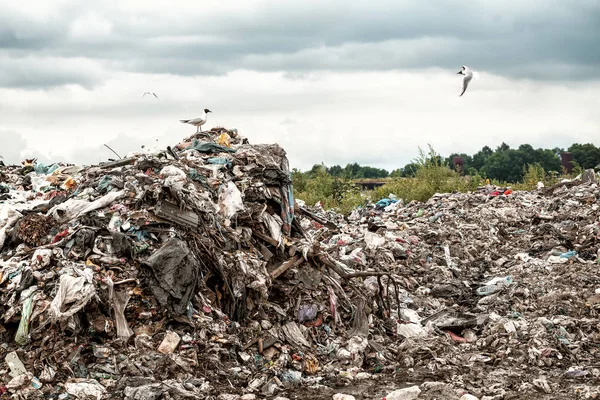 Gulls on the illegal landfill — Stock Photo, Image