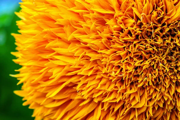 Textura de flor amarelo exuberante — Fotografia de Stock