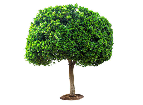 perfect green tree on white