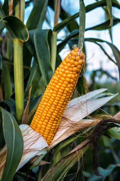 Espiga de milho madura — Fotografia de Stock