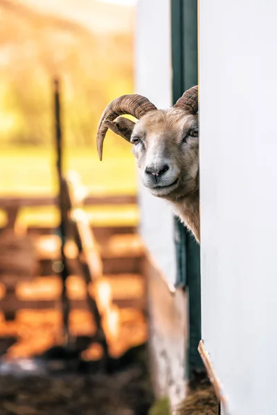 Portrait d'un mouflon mignon — Photo