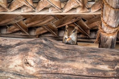 Şirin komik sincap fındık yiyor.