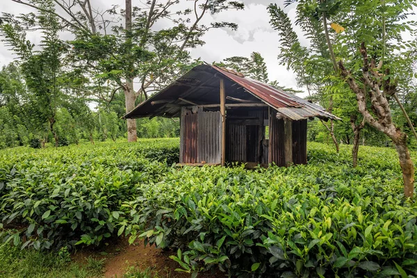 Verlaten Hut Groene Theeplantage Sri Lanka — Stockfoto