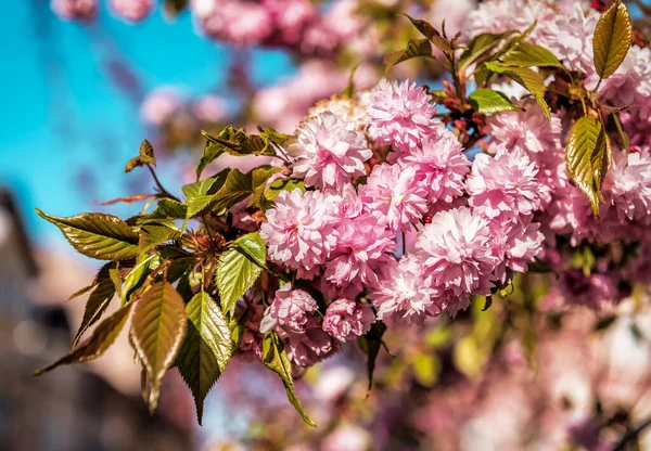 Piękne Kwitnące Różowe Kwiaty Sakura — Zdjęcie stockowe