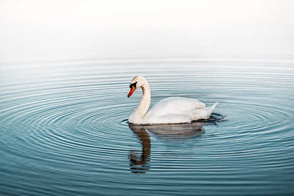 Hermoso Cisne Blanco Agua — Foto de Stock