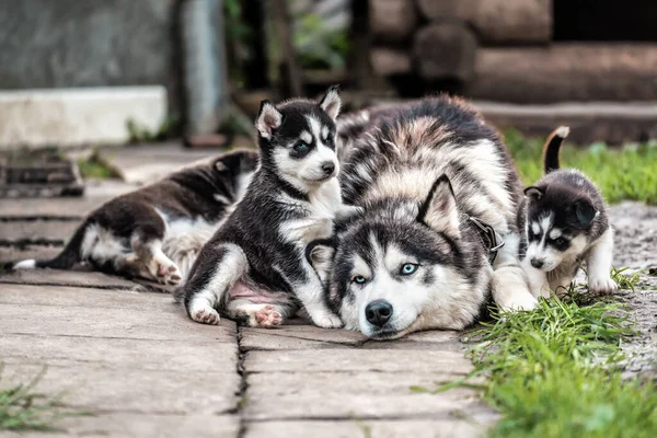 Exausto Cansado Husky Pai Com Engraçado Cachorros Bonitos — Fotografia de Stock