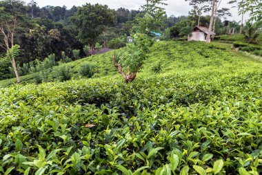 Sri Lanka 'da yeşil ve yemyeşil çay tarlası