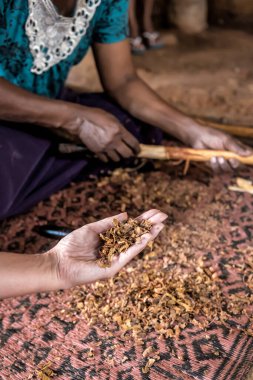 Sri Lanka 'da elde orijinal el yapımı tarçın.