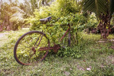 Sri Lanka 'da ormandaki bitkilerle kaplanmış eski paslı bisiklet.