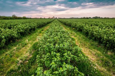 Sıra sıra yemyeşil frenk üzümü çalıları.
