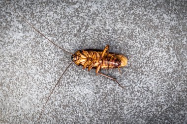 Hamamböceği gri arka planda ölü taklidi yapıyor.