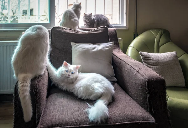 Чотири Різних Коти Шерстяному Стільці — стокове фото
