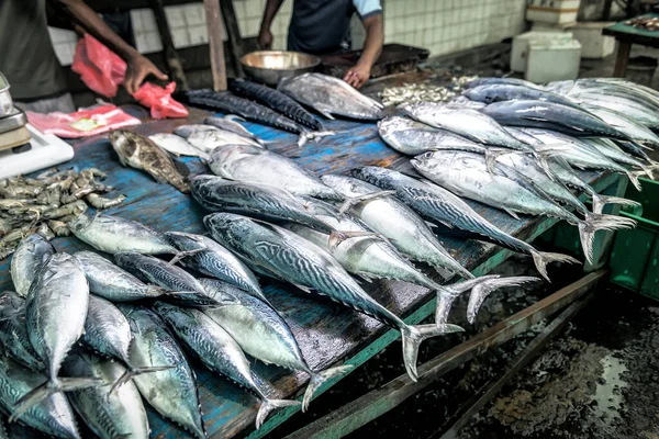 Atum Recentemente Capturado Mercado Local Sri Lanka — Fotografia de Stock