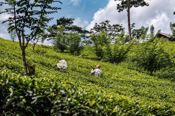 Groene Weelderige Theeplantage Sri Lanka — Stockfoto
