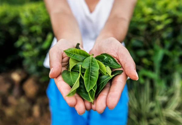 Зеленые Пышные Листья Чая Руках Женщины — стоковое фото