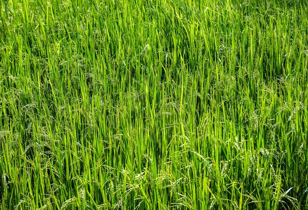 Green Rice Field Texture — Stock Photo, Image