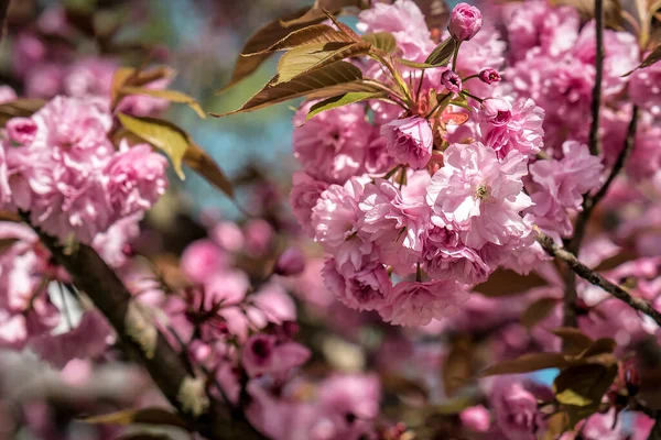 Różowe Bujne Kwitnące Kwiaty Sakura — Zdjęcie stockowe