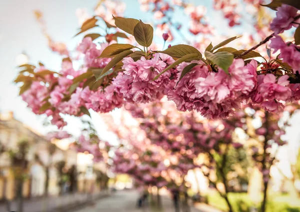 Bujne Kwiaty Sakura Mieście Zachodzie Słońca — Zdjęcie stockowe