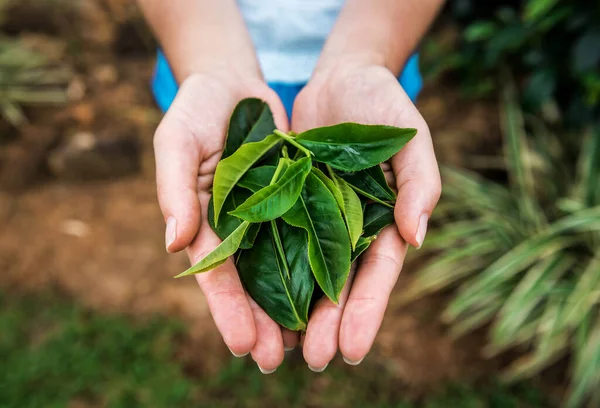 スリランカの人間の手にある緑豊かな茶葉 — ストック写真