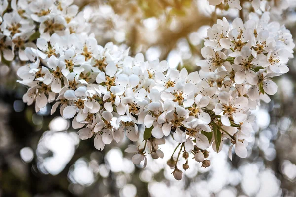 Bujne Białe Gruszkowe Kwiaty Zachodzie Słońca Gruszka Kwitnąca — Zdjęcie stockowe