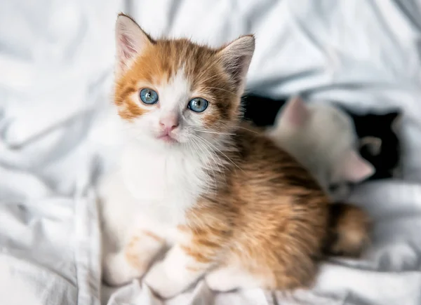 Portrait Cute Red White Kitten — Stock Photo, Image