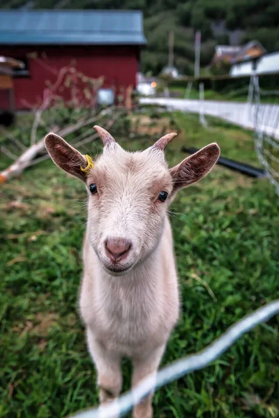 Portrait Young White Goat — Stock Photo, Image