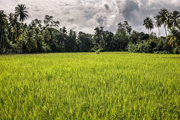 Rijstveld Onder Stormachtige Hemel Sri Lanka — Stockfoto