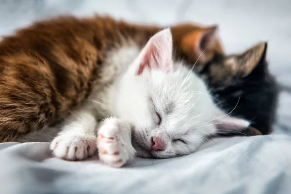 Três Gatinhos Adormecidos Coloridos Bonitos — Fotografia de Stock