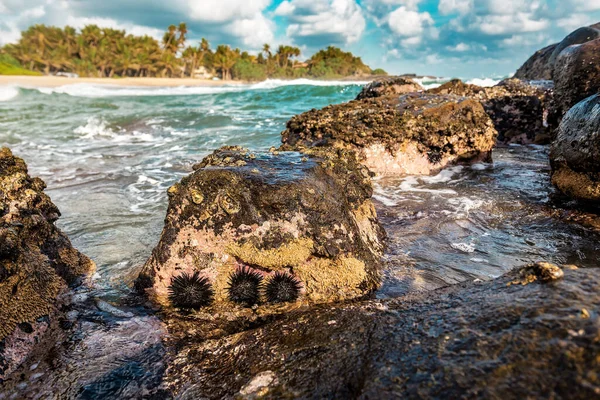 Tre Ricci Mare Una Pietra Tropici — Foto Stock