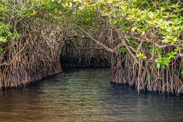 Tunnel in the mangroves. Tropical landscape
