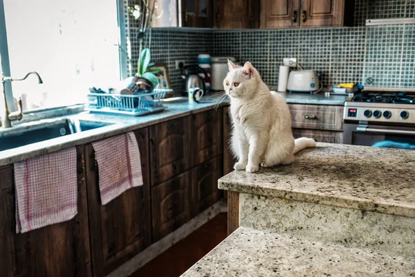 Білий Кіт Кухні Сидить Столі — стокове фото