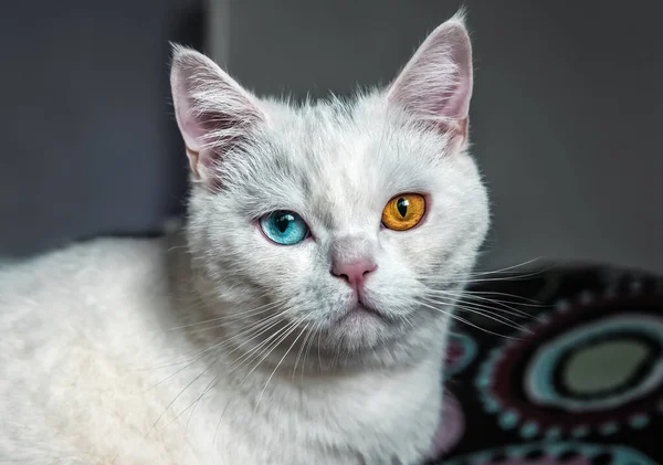 Retrato Gato Blanco Con Diferentes Ojos Azules Amarillos —  Fotos de Stock
