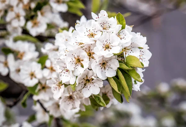 Белые Пышные Грушевые Цветы — стоковое фото