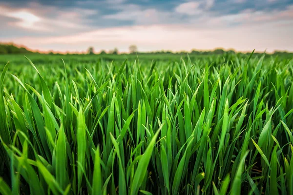 夕暮れ時に畑に若い緑の小麦が出てきます — ストック写真