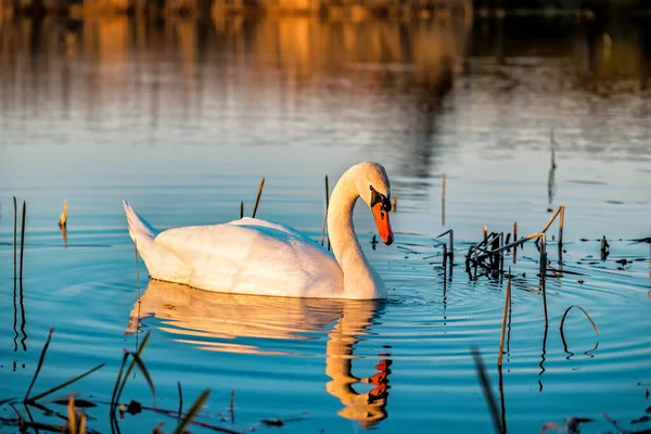 Hermoso Cisne Blanco Agua Atardecer — Foto de Stock