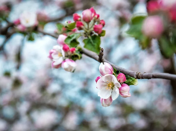 Piękne Kwitnące Jabłka Wiosna — Zdjęcie stockowe