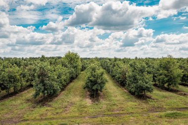 Bulutlu gökyüzünün altında yemyeşil kiraz bahçesi