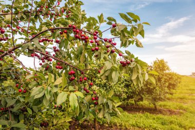 Bahçedeki dal üzerinde olgun, tatlı kirazlar