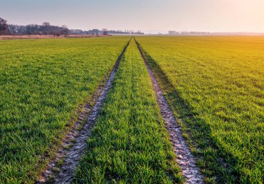 Gün batımında yeşil alanda traktör yolu