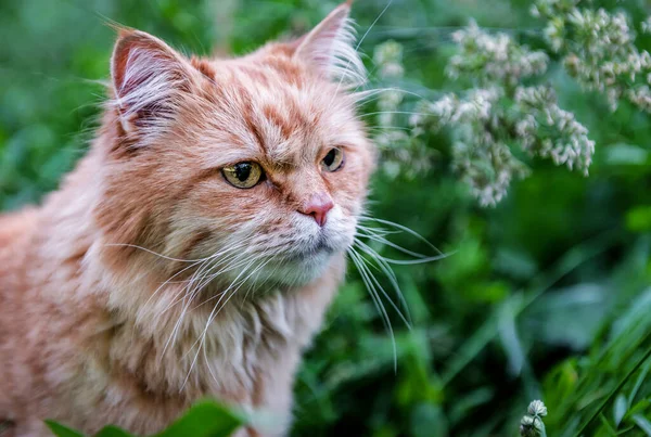 Retrato Gato Persa Rojo —  Fotos de Stock