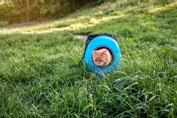 Червона Кішка Спеціальному Рюкзаку Котів Парку — стокове фото