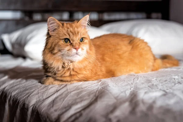 Портрет Червоного Персикового Кота Відпочиває Ліжку — стокове фото