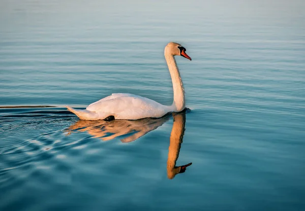 Hermoso Cisne Blanco Agua Atardecer — Foto de Stock