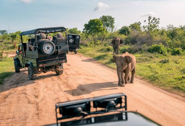 Live elephant on safari tour. Udawalawe Sri Lanka clipart